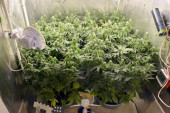 "Pao" diler u Valjevu: Policija mu pronašla improvizovanu laboratoriju marihuane (FOTO)