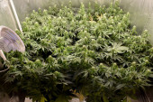 Evo ko su Srbi koji su radili u Španiji: Razbijen narko-kartel kojem je pronađeno pet ilegalnih laboratorija marihuane!