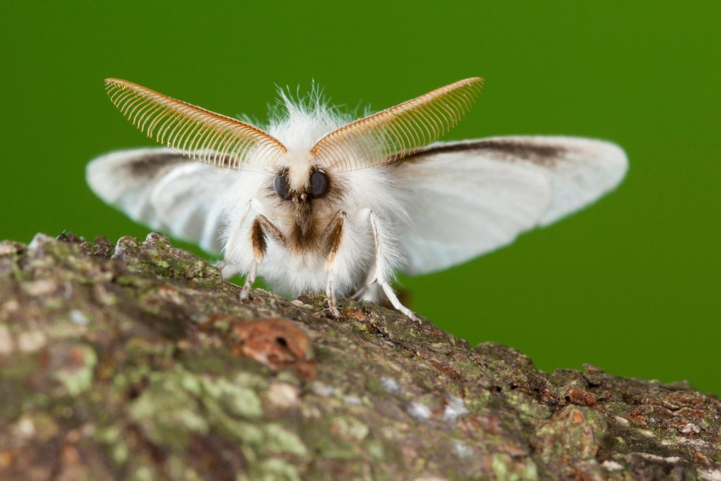 Naučnici na Vlašiću otkrili retkog leptira za kojeg se mislilo da je izumro pre 100 godina
