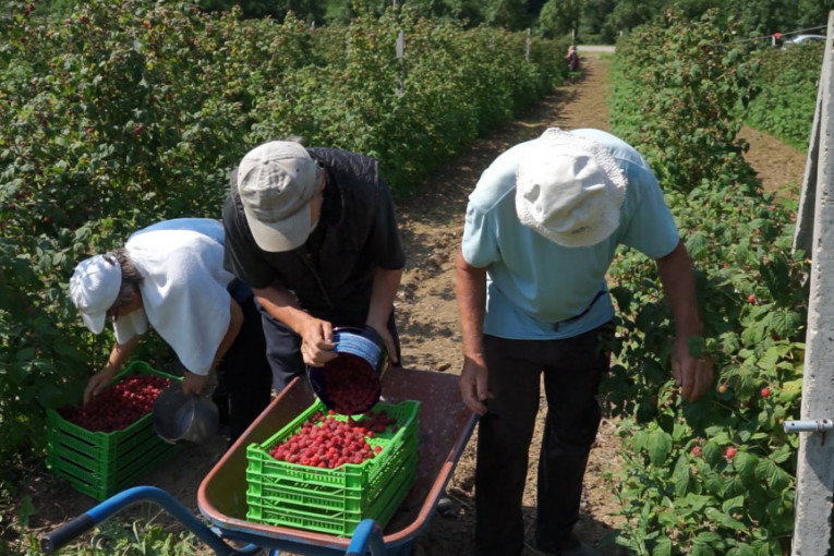 Lokalna hrana za lokalne kupce: Srbija dobija biodistrikt