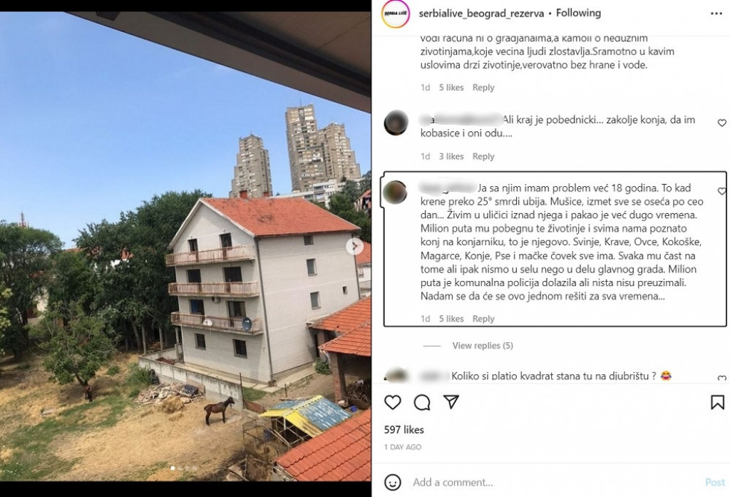 Domaće životinje okupirale Beograd! Svinje, konji i telad proteklih dana šetali prestonicom (VIDEO)