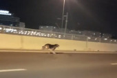 Pas uplašeno trčao preko Mosta na Adi: Građani vozili polako, bodrili ga da pređe na sigurno (VIDEO)