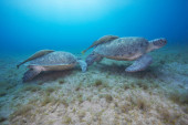 Pomor glavatih kornjača u Hrvatskoj: Na plaži na Dugom otoku snimljeno 12 mrtvih životinja!