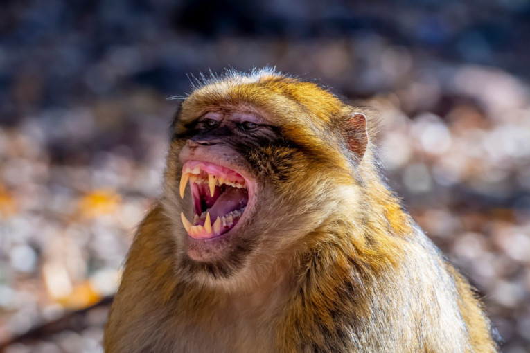 Pobesneli majmun napao 10 ljudi u Japanu, upao i u vrtić: Policija traga za njim, vlasti izdale upozorenje (VIDEO)