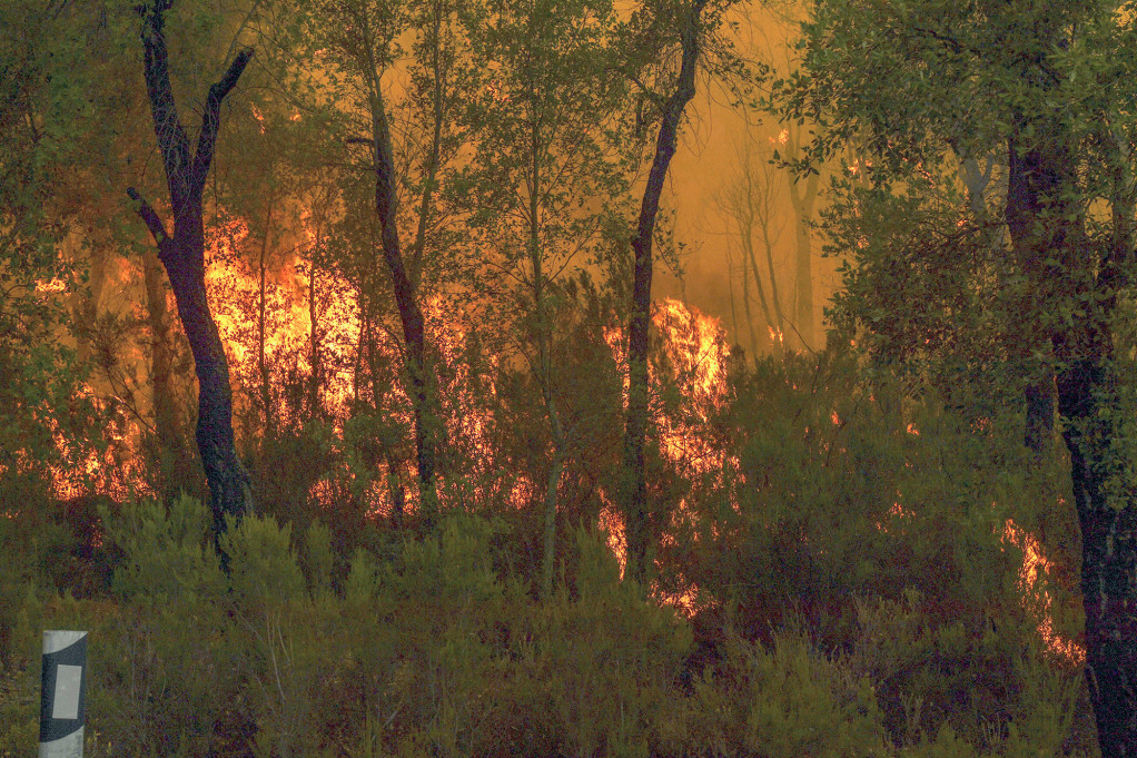 Požar u okolini Preševa zaustavljen 100 metara od domaćinstava, borova šuma još gori