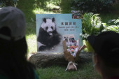An An je bio najveća atrakcija zoo-vrta: Uspavan najstariji mužjak pande na svetu (FOTO)