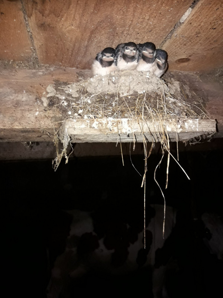 Traži se seosko domaćinstvo sa najvećim brojem lasta: Evo šta se nudi