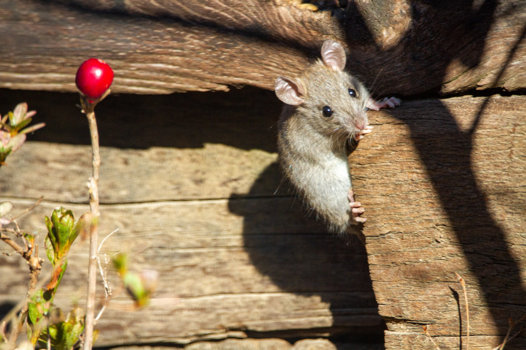 Da li ste znali? Najstariji miš ima devet godina i živi u zoo-vrtu (VIDEO)