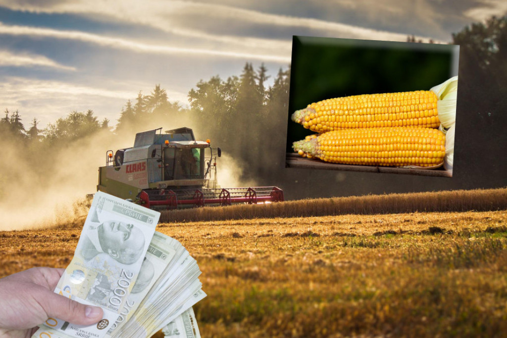 Blagi rast cene pšenice, dalji pad cene kukuruza