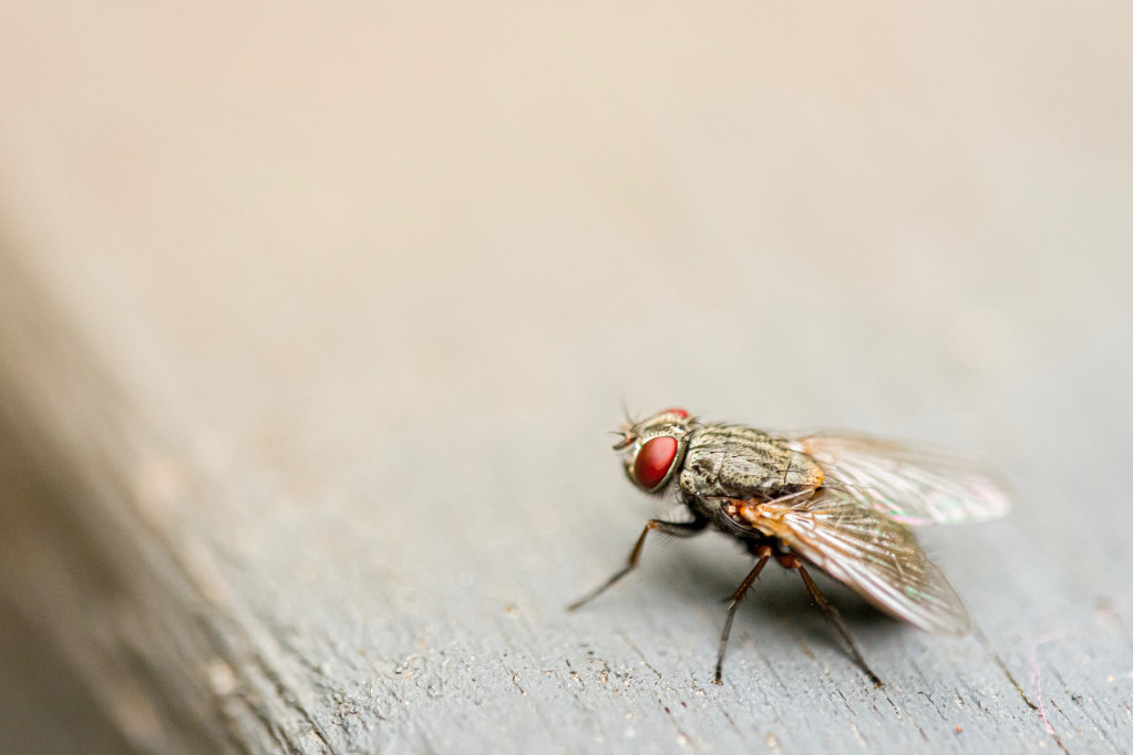 Četiri super-efikasna načina da se otarasite dosadnih muva i drugih insekata, isprobajte svaki
