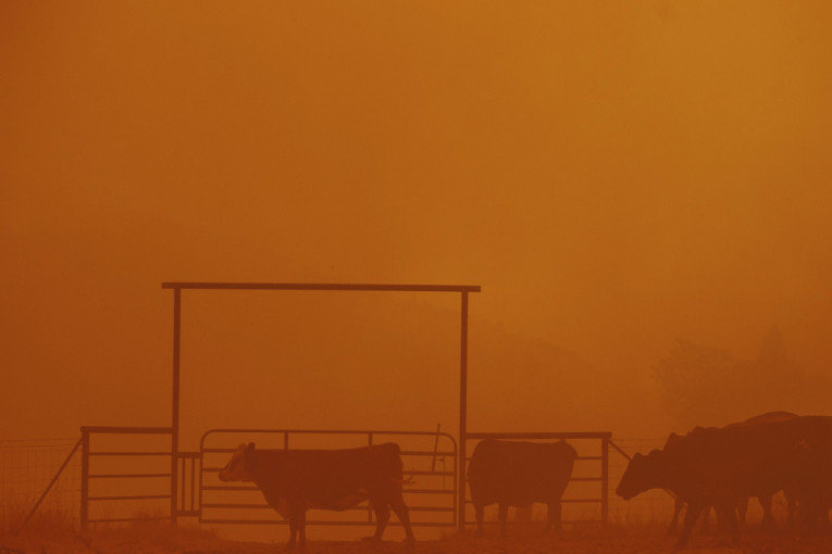 Bukte požari u Kaliforniji: Evakuisano više od 6.000 ljudi, vatra zahvatila 26 kilometara šume (FOTO)