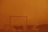 Bukte požari u Kaliforniji: Evakuisano više od 6.000 ljudi, vatra zahvatila 26 kilometara šume (FOTO)