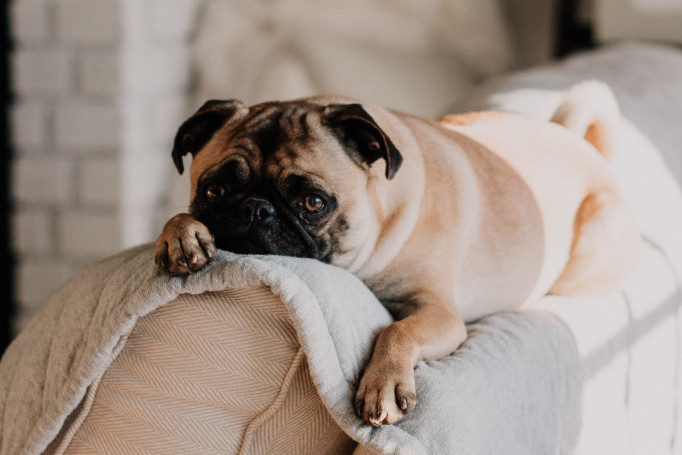 Ukoliko vaš pas ružno sanja - nemojte ga buditi: Stručnjakinja objašnjava zašto to nikako nije dobro