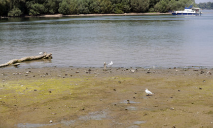 Mreže eksplodirale: Luda scena kod Vinče, čovek pluta na deblu kao da je na odmoru! (VIDEO)