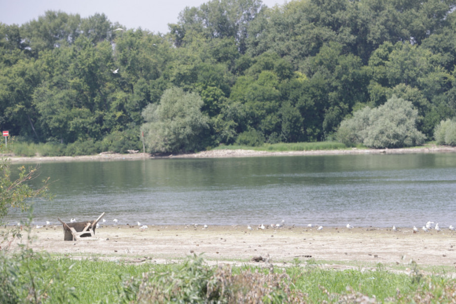Ova godina jedna od 10 najsušnijih u proteklih osam decenija! Nivo Save i Dunava se drastično povukao!