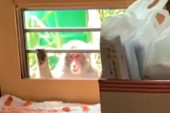 Ubijen majmun koji je terorisao japanski grad: Za drugim članovima bande se traga, a misterija napada ostaje (VIDEO)