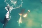 Ovo nikada niste videli! Orke prvi put snimljene kako ubijaju veliku belu ajkulu (VIDEO)