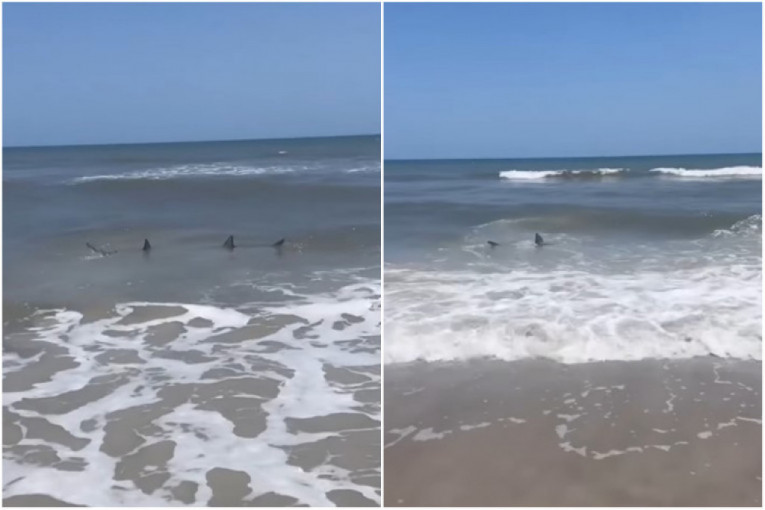 Ajkule snimljene u plićaku, a pored njih se igrala deca! "Brzo izlazite iz vode" (VIDEO)