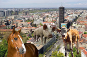 Želite da gajite ovcu, kozu ili svinju u Beogradu - da, moguće je! Na ovim opštinama prestonice možete držati domaće životinje