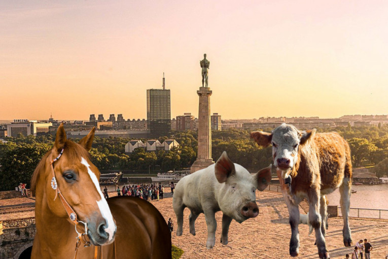 Domaće životinje okupirale Beograd! Svinje, konji i telad proteklih dana šetali prestonicom (VIDEO)