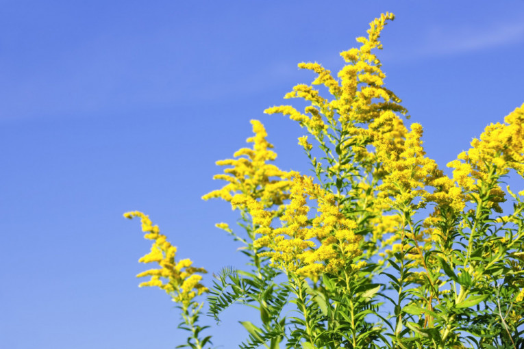 Alergični na polen mogu da odahnu: Kiša pročistila vazduh, opada cvetanje ambrozije!
