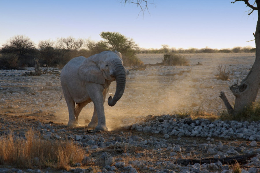 Poslednji marš: Ima li istine u legendi da slonovi odlaze na posebno mesto kako bi uginuli?