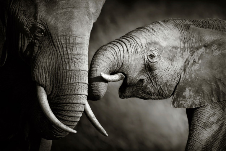 Sreća je stigla u ovaj deo sveta: Rođen je redak beli slon sa bisernim očima
