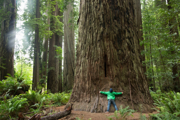 Strogo čuvani Ginisov rekorder! Zašto bi trebalo da izbegavate posetu najvišem drvetu na svetu?