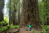 Strogo čuvani Ginisov rekorder! Zašto bi trebalo da izbegavate posetu najvišem drvetu na svetu?