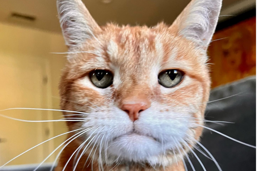 Upoznajte Marlija, hronično razočaranog mačka koji izgleda kao da vas uvek osuđuje