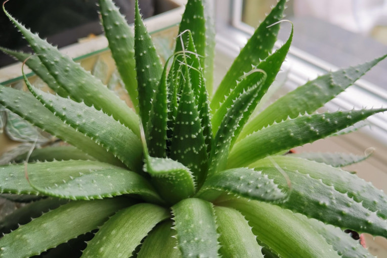 Prirodni spas za vašu kožu: Ova biljka briše nepravilnosti i smanjuje bore