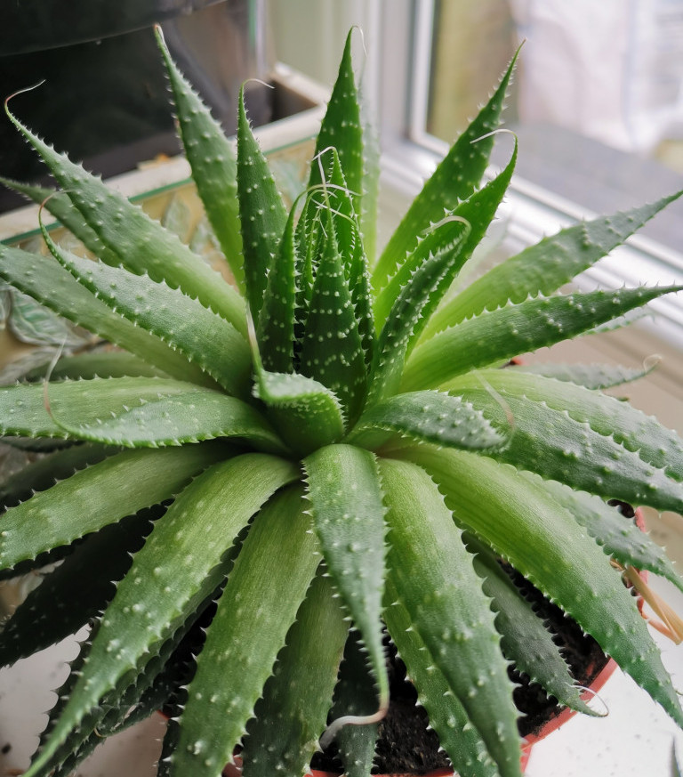 Prirodni klima-uređaji: Pet sobnih biljaka koje rashlađuju i osvežavaju dom tokom leta