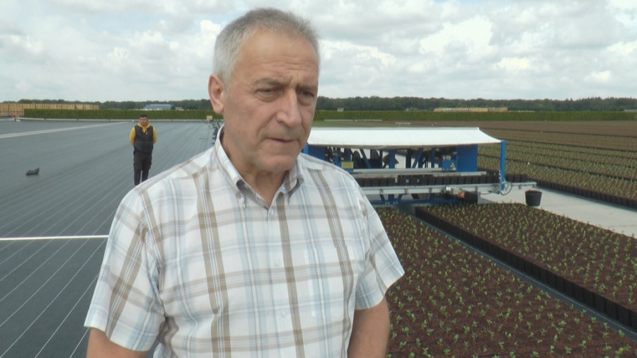 Ukus, miris i da je lepa naoko: Nema dobre borovnice bez dobre sadnice, a voćari najviše biraju materijal koji stiže iz Holandije (FOTO)