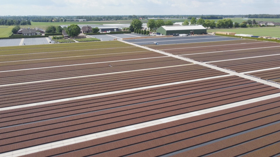 Ukus, miris i da je lepa naoko: Nema dobre borovnice bez dobre sadnice, a voćari najviše biraju materijal koji stiže iz Holandije (FOTO)