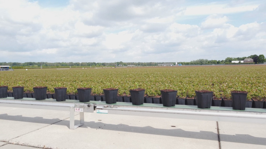 Ukus, miris i da je lepa naoko: Nema dobre borovnice bez dobre sadnice, a voćari najviše biraju materijal koji stiže iz Holandije (FOTO)