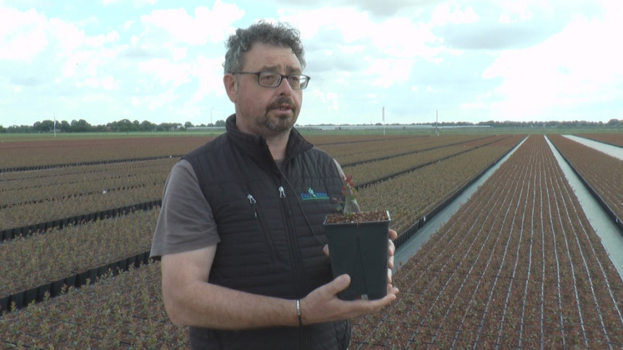 Ukus, miris i da je lepa naoko: Nema dobre borovnice bez dobre sadnice, a voćari najviše biraju materijal koji stiže iz Holandije (FOTO)