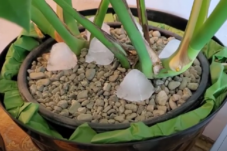 Stari baštovanski trik: Stavite kockice leda u saksije i gledajte šta se događa sa vašim sobnim biljkama