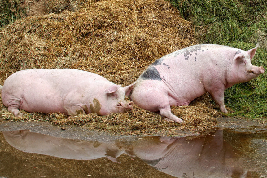 Protiv afričke kuge svinja ne postoji specifična terapija, kako izgledaju simptomi