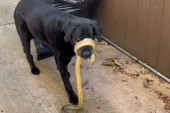 Zmija se obmotala psu oko njuške, a vlasnica pozvala hvatača, koji se obračunao s gujom i sve objavio na TikToku (VIDEO)