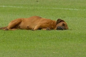 Ma, ovo je hit! Pas zaspao na terenu, igrači čekali da se probudi! (VIDEO)