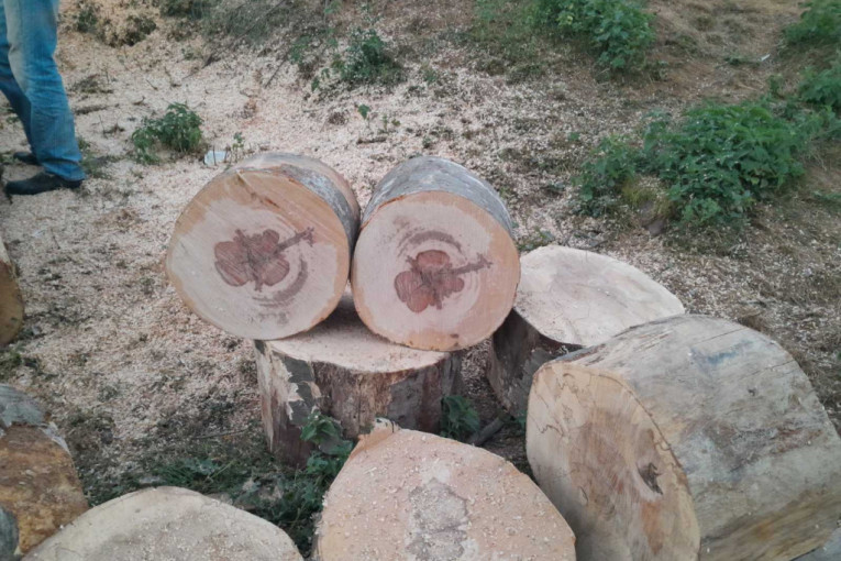 Iznenađeno smo zagledali trupac i krstili se: Ćirovićima se ukazao neviđen znak u drvetu (FOTO)