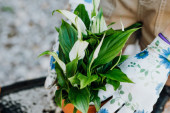 Ljubavna magija u vašem dnevnom boravku: Upoznajte biljku koja privlači brak