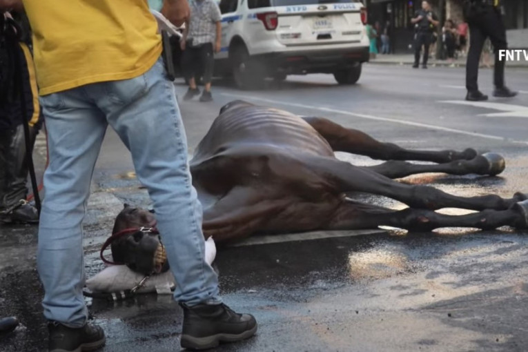 Konj se srušio od iznemoglosti usred Njujorka, a vlasnik nastavio da ga šiba: Tek posle sat vremena uspeli da ga vrate u život (VIDEO)