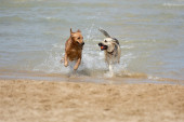 Psi nepoželjni na plaži u Hrvatskoj: Ko povede svog kućnog ljubimca moraće da plati paprenu kaznu!