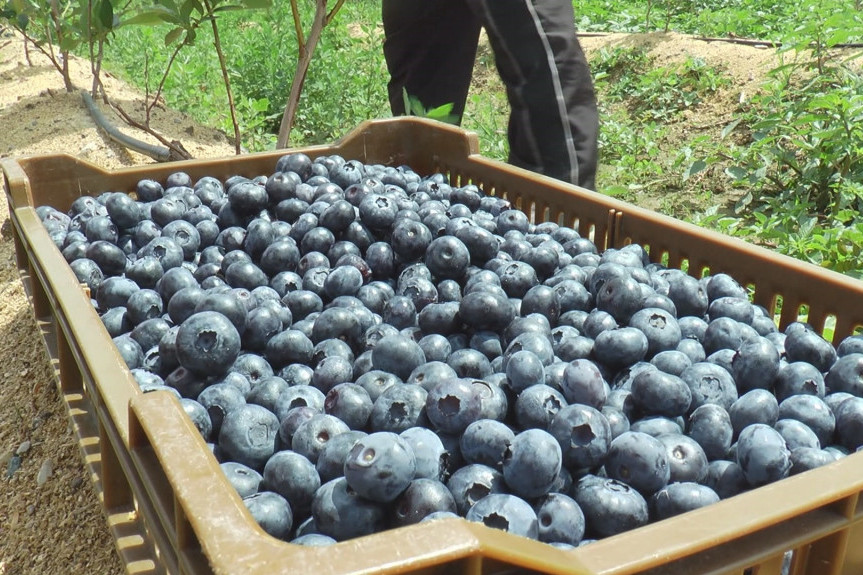 Najisplativija voćka u Srbiji: Rod plavog zlata na obroncima planine Rudnik odličan, a ulaganja minimalna (FOTO)