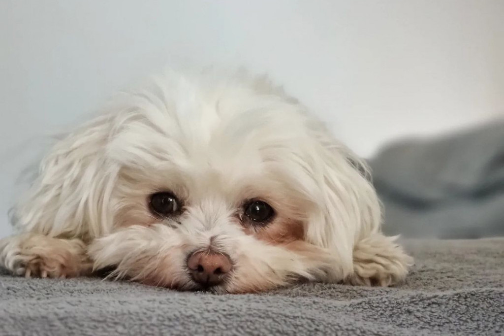 Pas koji pre ulaska u kuću marljivo čisti šape osvojio Instagram (VIDEO)
