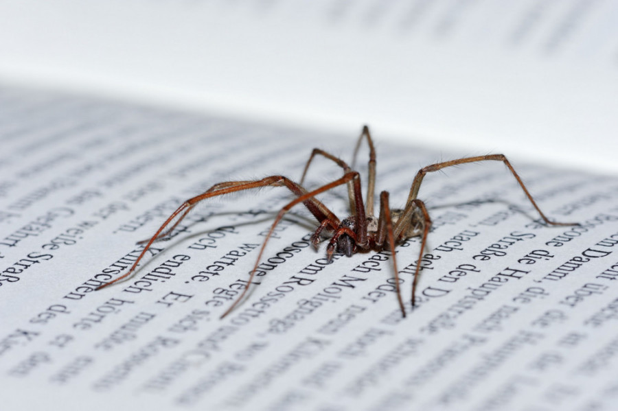 Nećete verovati koliko je jednostavno: Pet delotvornih načina da se rešite paukova zauvek