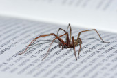 Zbog čega nikada ne bi trebalo da ubijate pauka kog vidite u svojoj kući