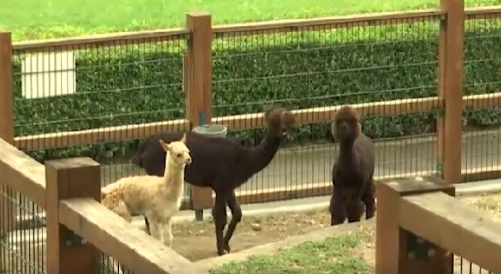 Beogradski zoo vrt traži kuma za preslatku bebu: Evo kako možete da predložite ime za mali "vuneni oblak"