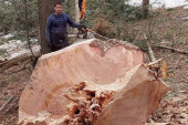 Ovo se dešava jednom u 100 godina: Iz stabla bukve potekla voda, Miloš nije mogao da veruje svojim očima (FOTO/VIDEO)